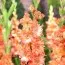 Гладіолус Frizzled Coral Lace фото