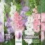 Гладіолус White, Blue and Pink (Брендові цибулини KAPITEYN®) фото