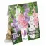 Гладіолус White, Blue and Pink (Брендові цибулини KAPITEYN®) фото