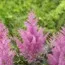 Астільба Gloria Purpurea фото