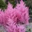 Астільба Gloria Purpurea фото