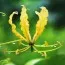 Глоріоза Lutea фото