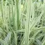 Лепешняк великий Variegata фото