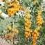 Ягоди Годжі Golden Berry (самозапильні) фото