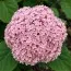 Гортензія деревоподібна Candybelle Bubblegum фото