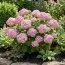 Гортензія деревоподібна Candybelle Bubblegum фото