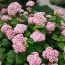 Гортензія деревоподібна Candybelle Bubblegum фото