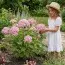 Гортензія деревоподібна Candybelle Bubblegum фото