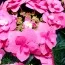 Гортензія Flame Hot Pink фото