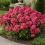 Гортензія Little Rosy (Змінює колір) фото