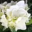 Гортензія Macrophylla Alba фото