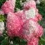 Гортензія Pink Diamond фото