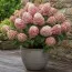 Гортензія Raspberry Pink (Змінює колір) фото