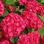 Гортензія Red Baron фото