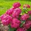 Гортензія Red Baron фото