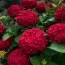 Гортензія Red Sensation фото