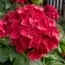 Гортензія Red Sensation фото