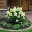 Гортензія Skyfall фото