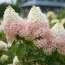 Гортензія Strawberry Blossom фото