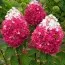 Гортензія Strawberry Blossom фото