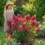 Гортензія Sundae Fraise фото