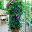 Іпомея Grandiflora фото