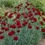 Гвоздика Grenadin Dark Red фото