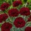 Гвоздика Grenadin Dark Red фото