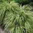 Хаконехлоя Albostriata фото