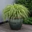 Хаконехлоя Albostriata фото