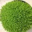Хебе Green Globe фото
