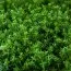 Хебе Green Globe фото