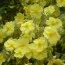 Геліантемум Wisley Primrose фото