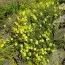 Геліантемум Wisley Primrose фото