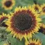 Соняшник Floristan фото
