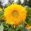 Соняшник Goldy Double фото