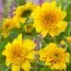 Соняшник Happy Day's фото