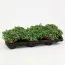 Геліхрізум Microphylla фото