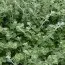 Геліхрізум Microphylla фото
