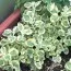 Геліхрізум Variegata фото