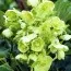 Морозник Argutifolius фото