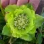 Морозник Double Ellen Green фото