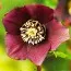 Морозник Pretty Ellen Red фото