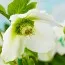 Морозник Pretty Ellen White фото