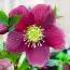 Морозник Red Hybrids (Гігантська квітка) фото