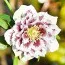 Морозник орієнтальний White Spotted Double фото