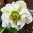 Морозник Double Ellen White  фото