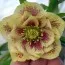 Морозник Double Ellen Spotted Yellow  фото