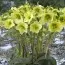 Морозник Prince Creme фото