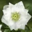 Морозник Prince Double White фото